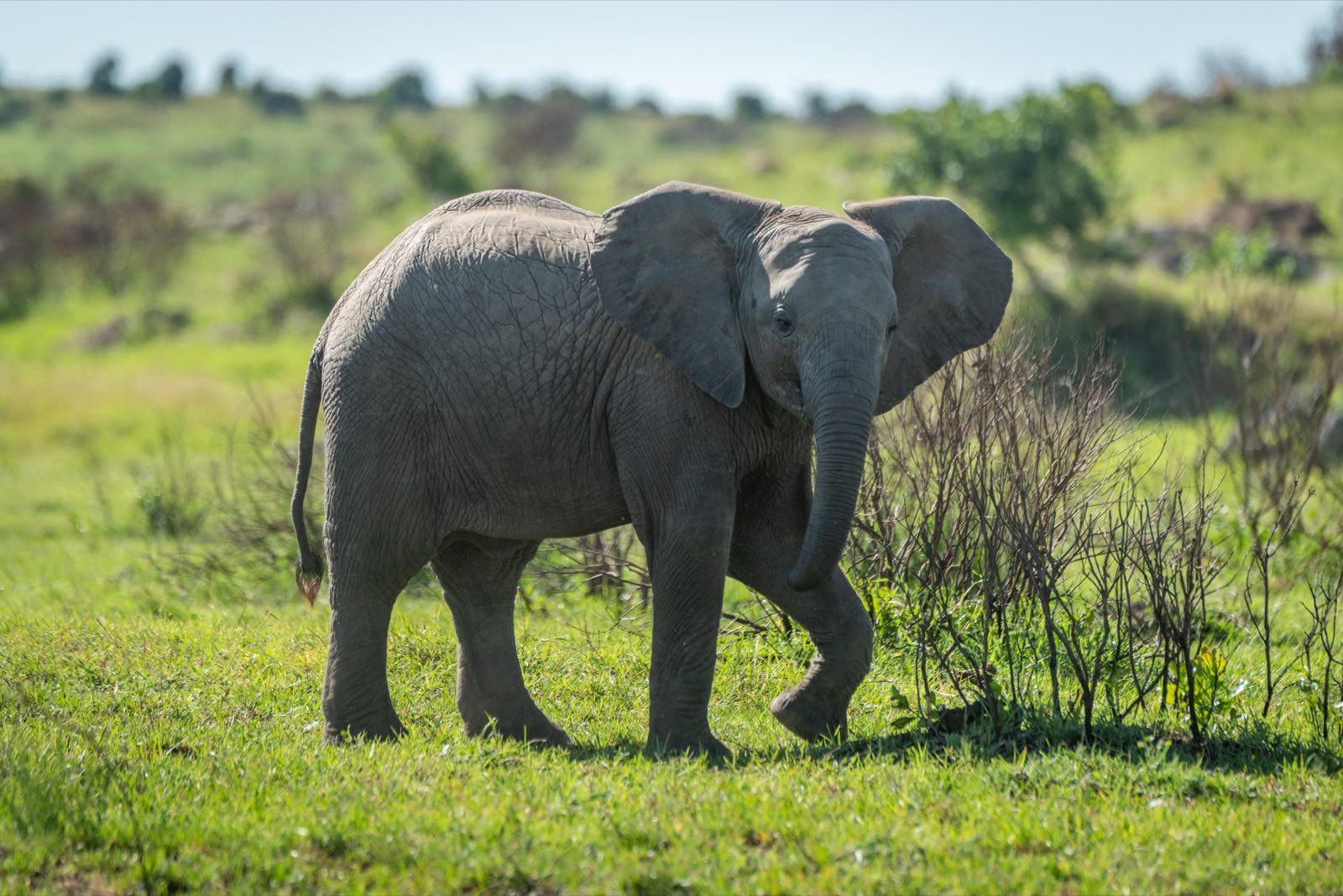 Private Olderkesi Conservancy