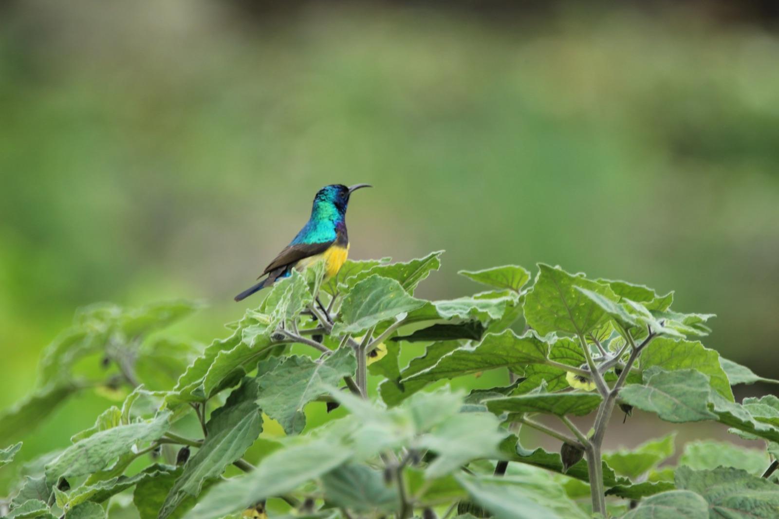 Forest Birdlife