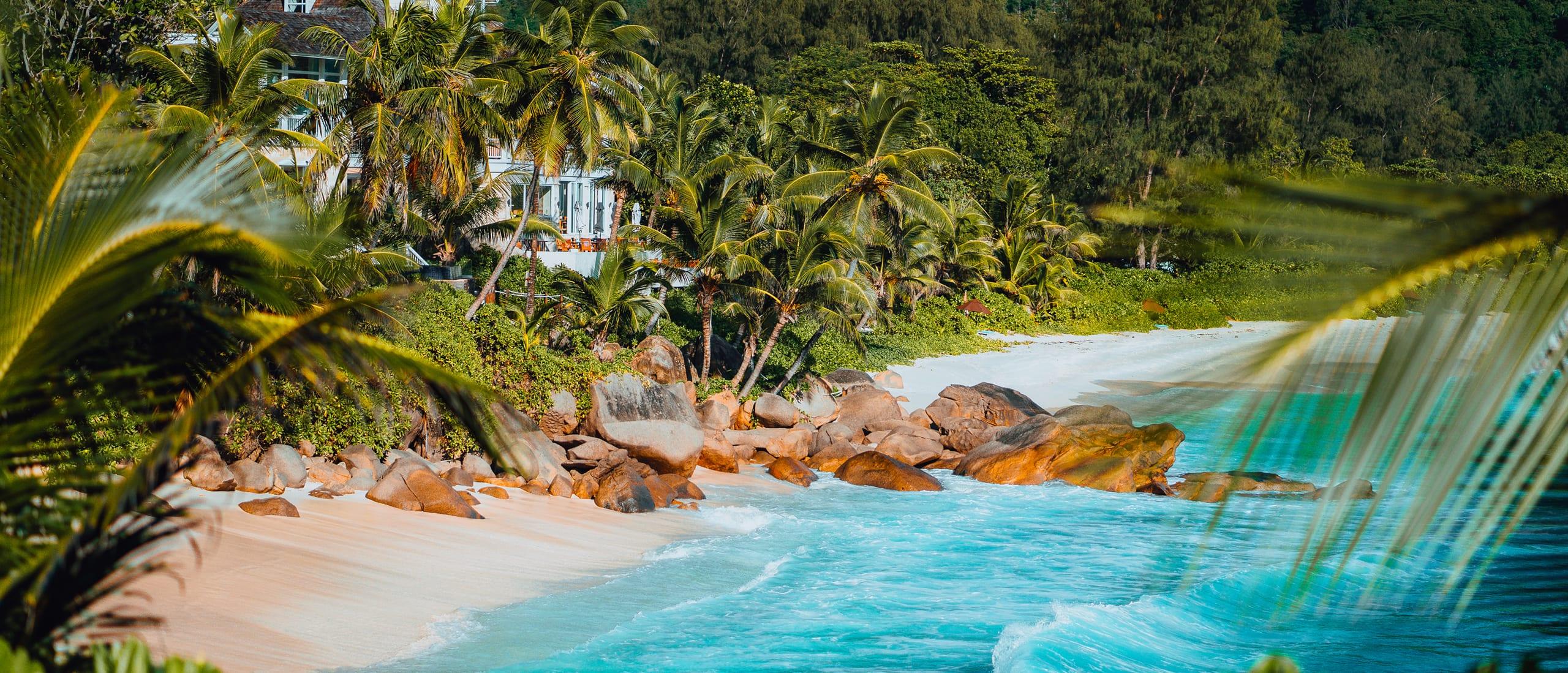 A tropical beach framed by palms