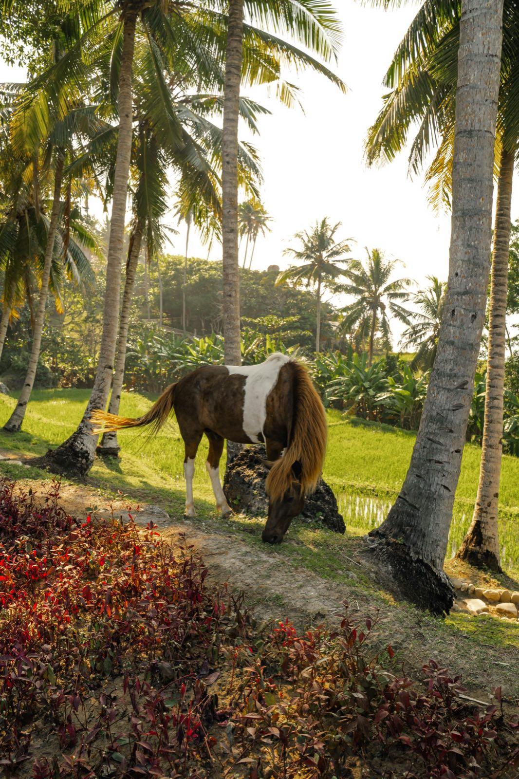 NIHI Sumba May JOE03293