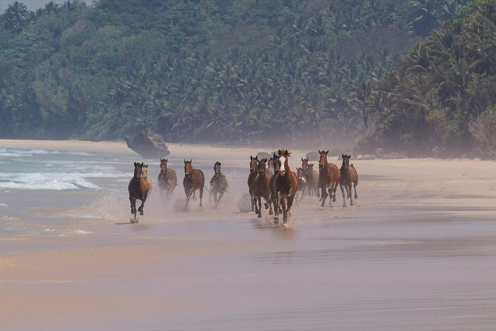 NeilDankoff HorsesRunning copy