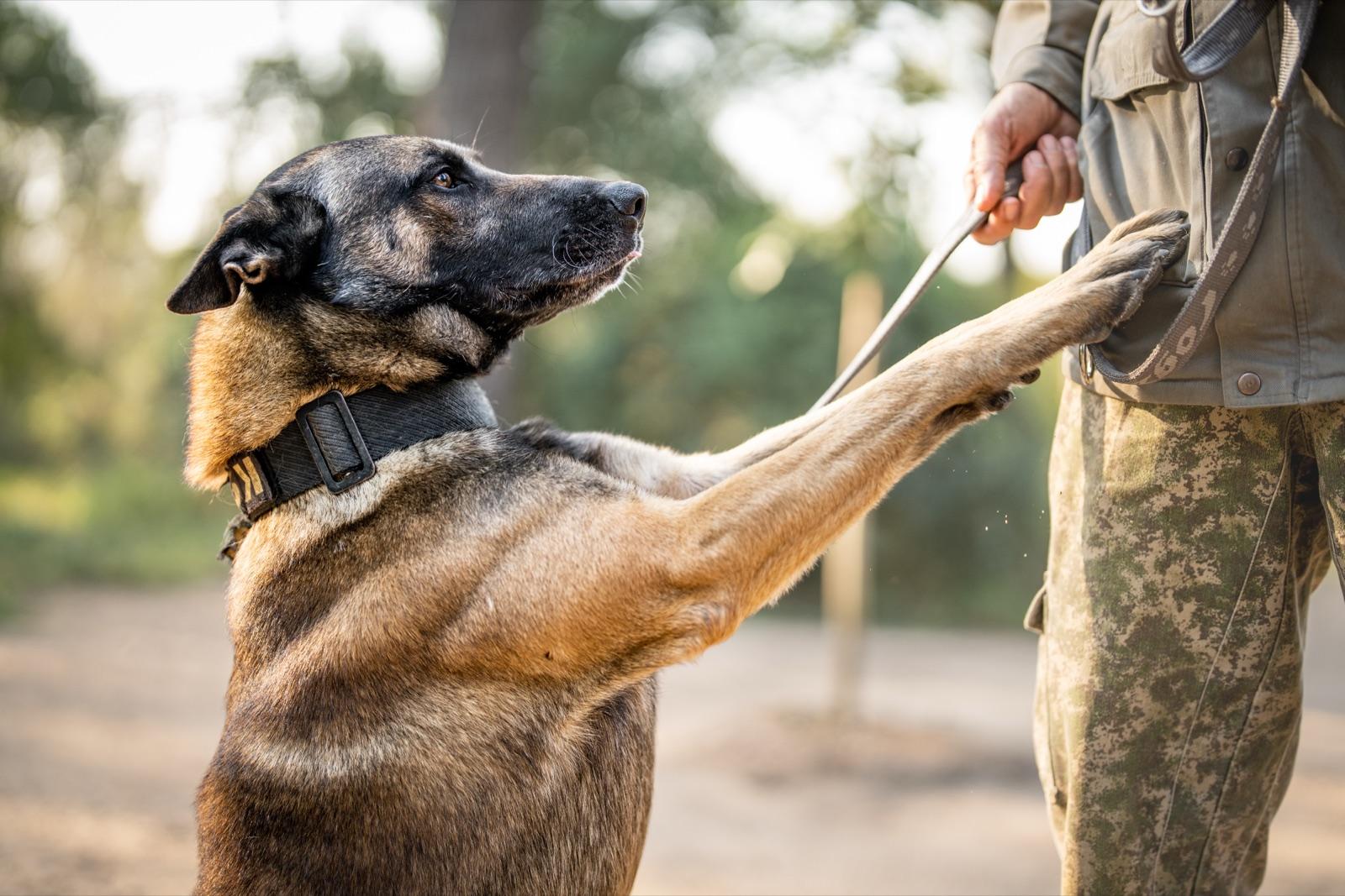 The Anti-Poaching Dog Unit