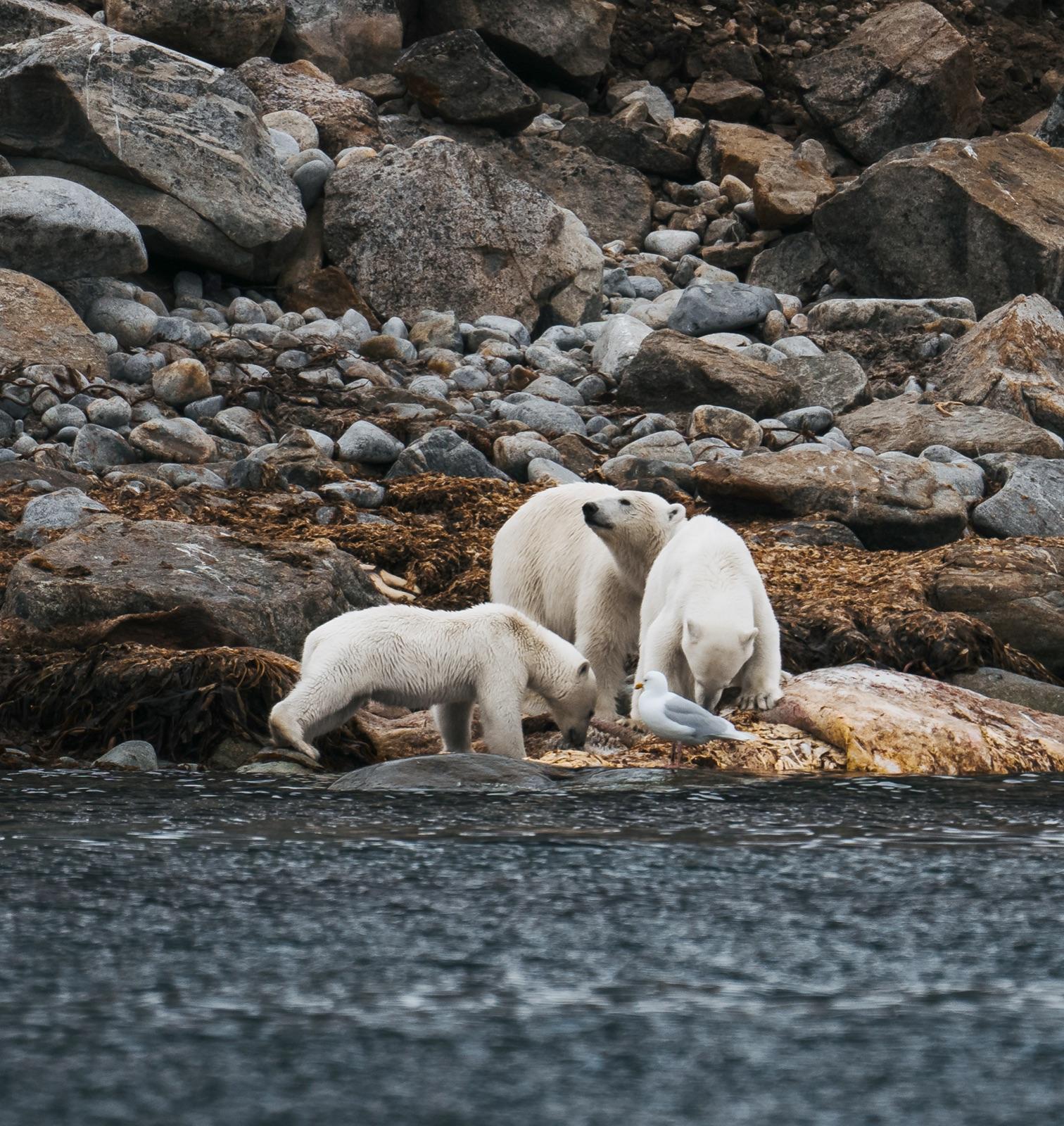 The Northern Lights above a fjord