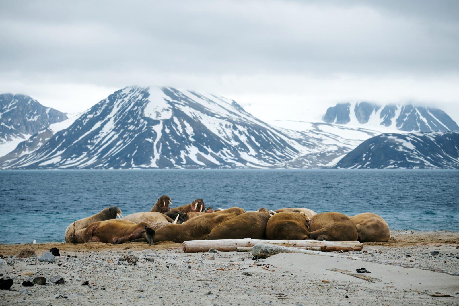 from-isles-to-ice — 87