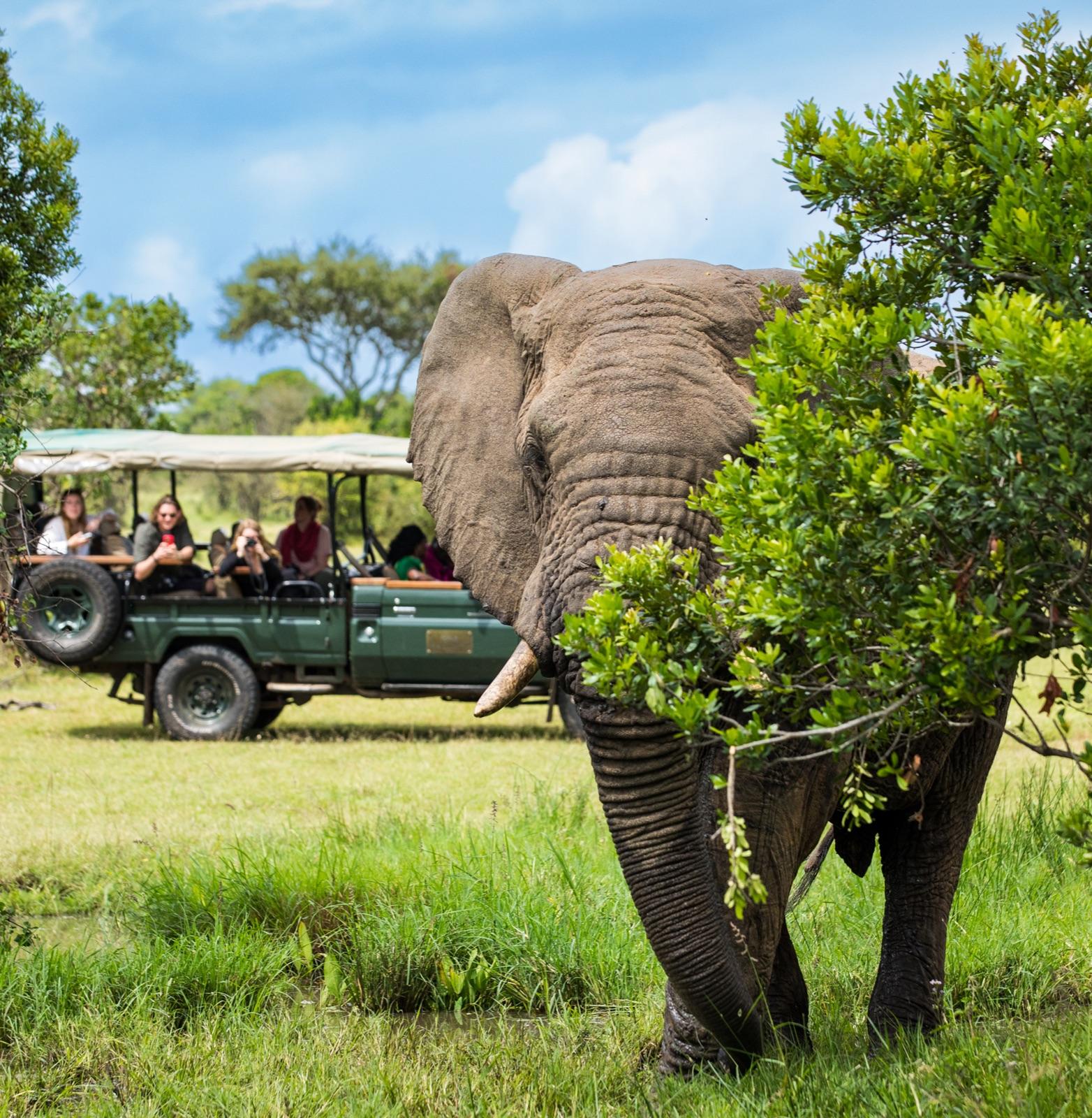 A safari camp positioned within the savannah