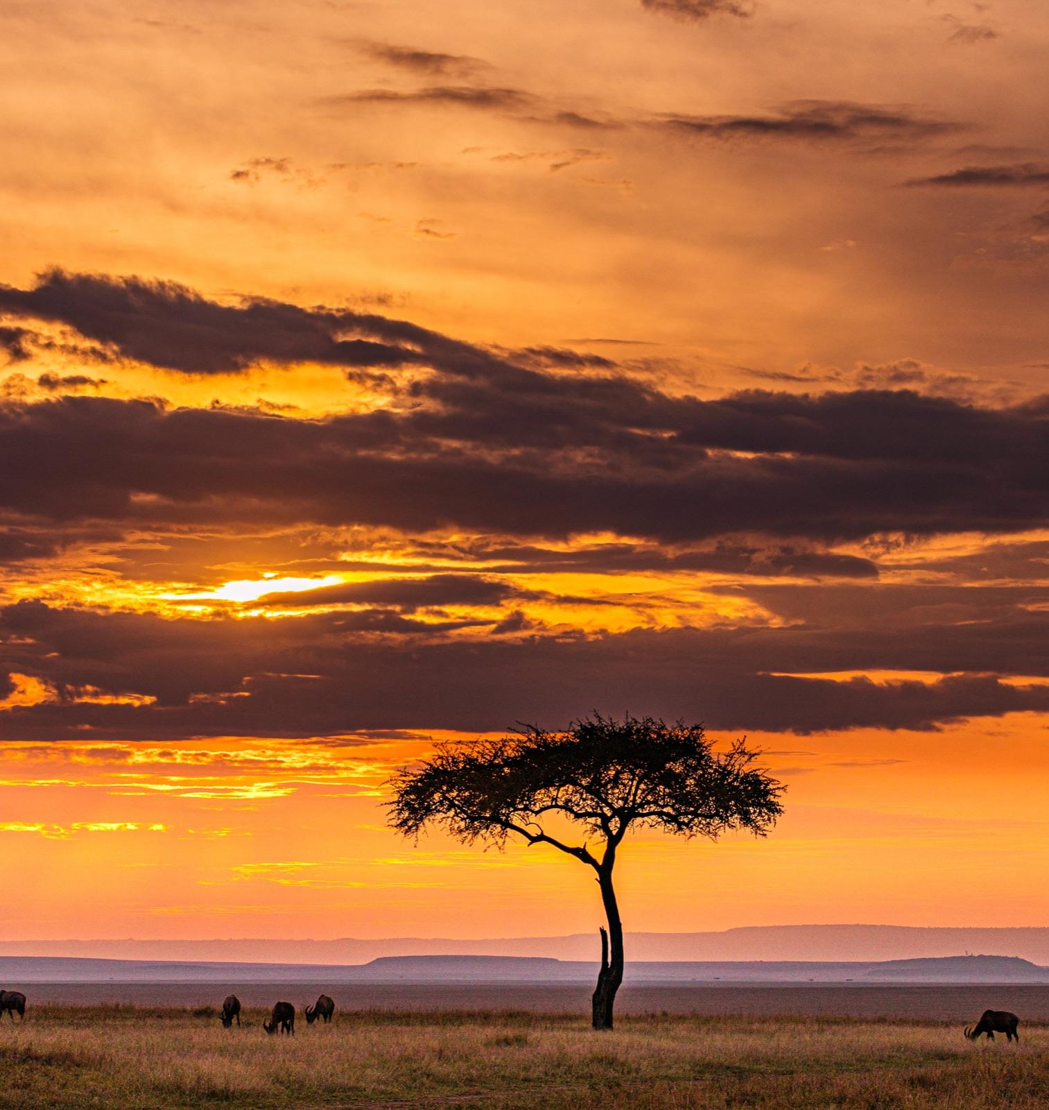The Maasai Mara at Dawn, Before Anyone Else Is Awake