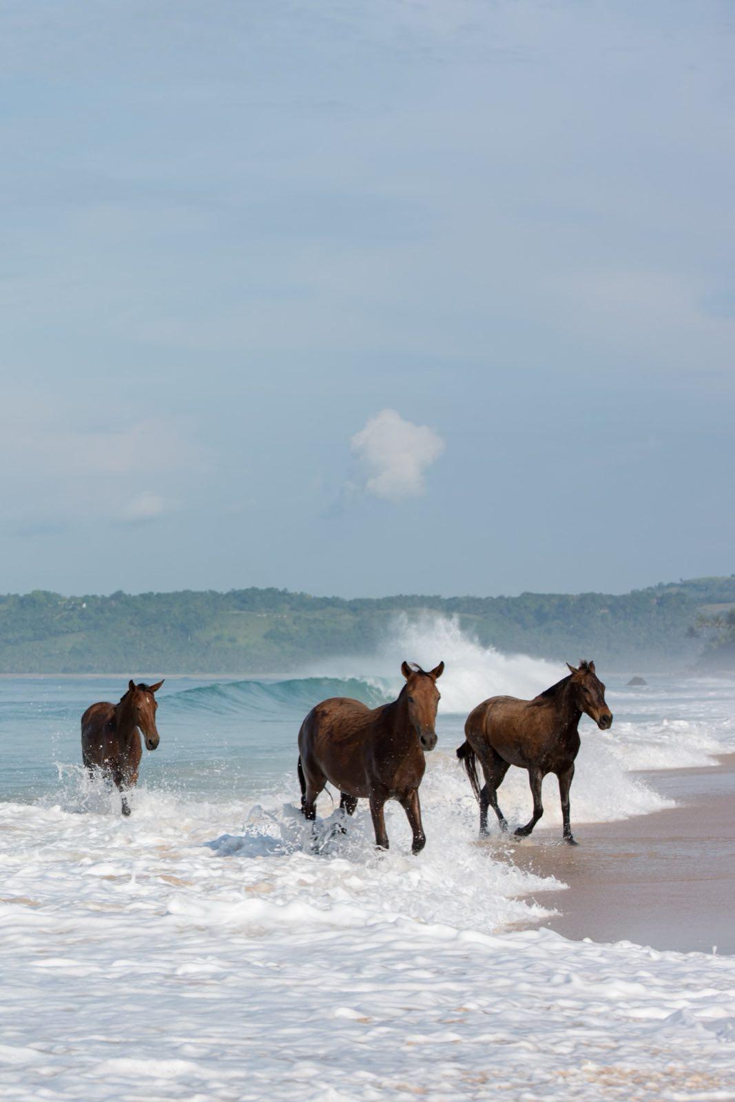 Sandalwood horses on the beach