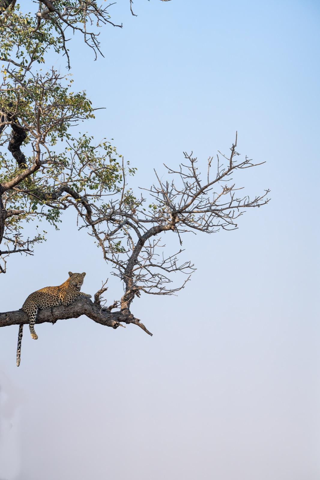 The Safari